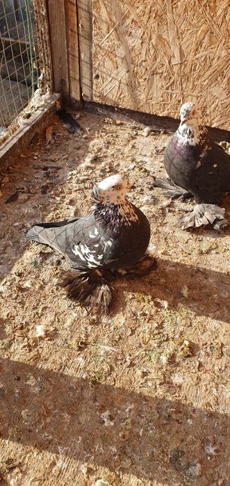 Голуби бойные разных мастей