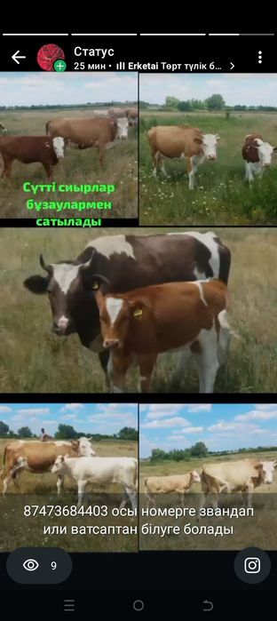 Сүтті сиырлар бұзаулармен сатылады