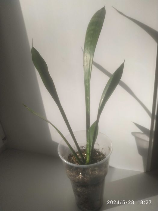 Сансевиерия,обмен