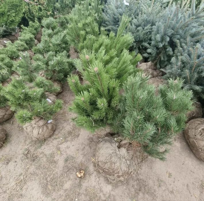 Продам саженцы ель ,пихта,сосны.