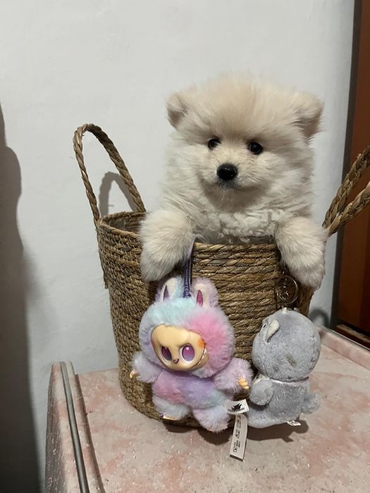 Щенки немецкого щпица