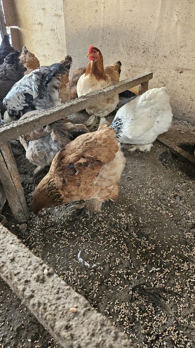 Куры и петухи молодые