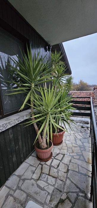 Слонска Юка 20 годишни