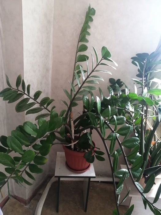 Продам замиокулькас