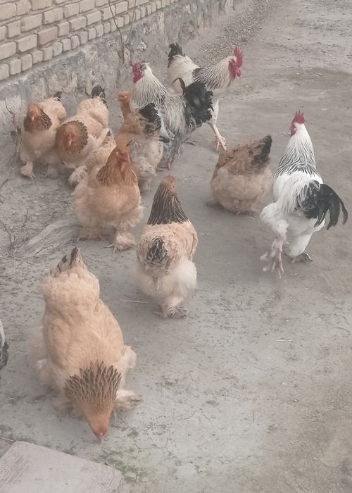 Брама товук ва хурозлар