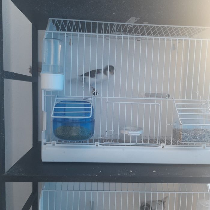 Vând Timbrado spaniol