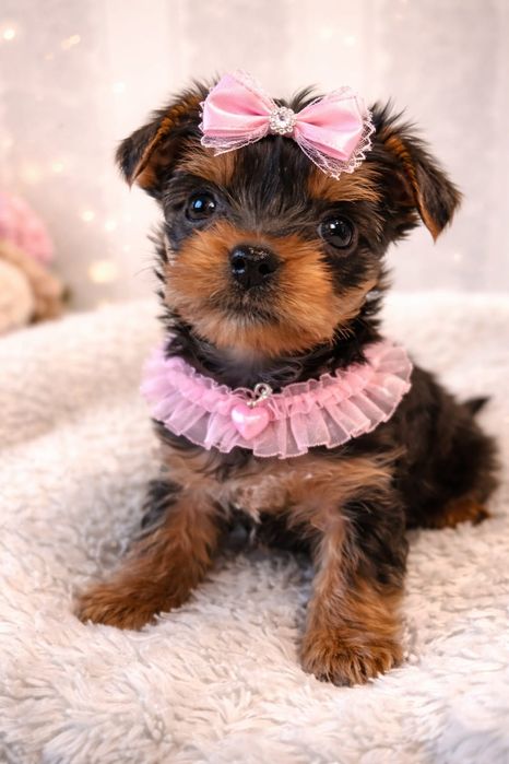 Продаётся щенок Йорка