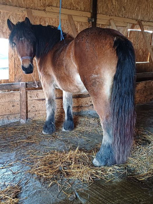Vând mânză Ardeneză de 2 ani