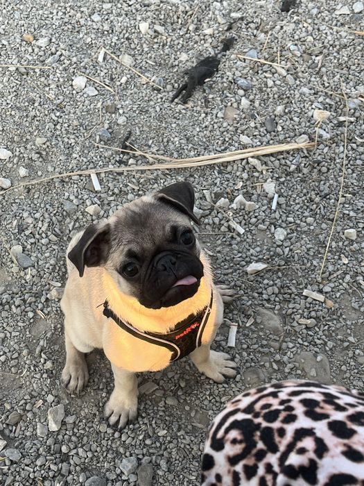 Vand pui de pug suceava