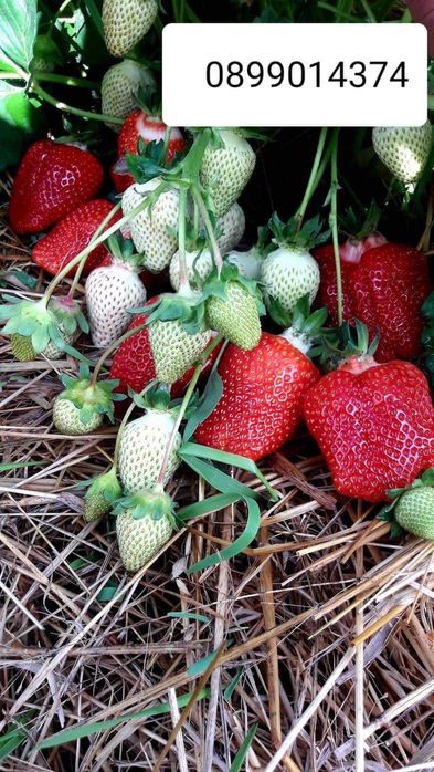 Расзад ягоди и малини от производител