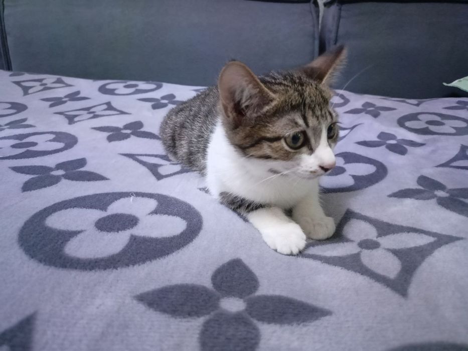 Пристраивается котёнок