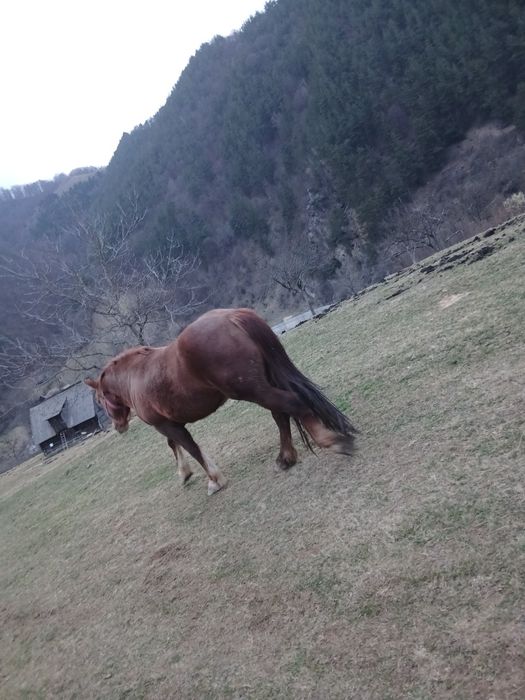 Vând iapa de 4 ani