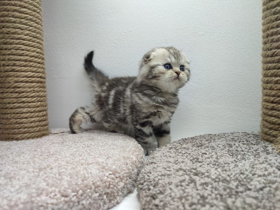 Котята  шотландские _