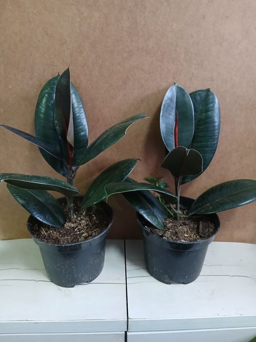 Фикус эластик черный принц