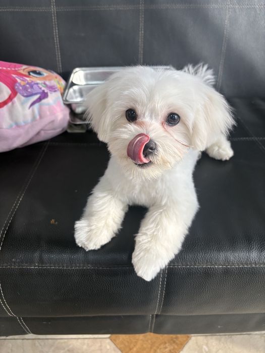 Мальтипу , мальчик 5 месяцев