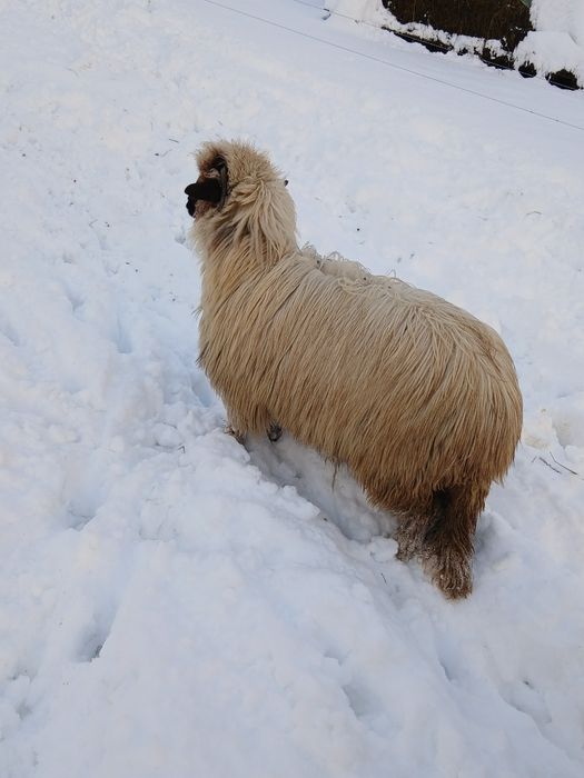 Vând două miele din primăvară.