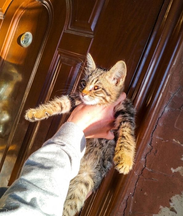 Котёнок пристраивается в добрые руки