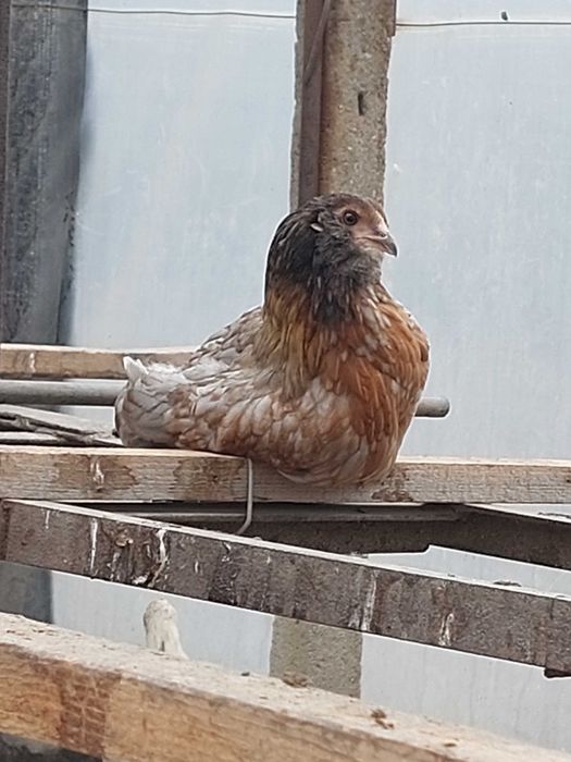 кокошки носачки, ярки, пилета