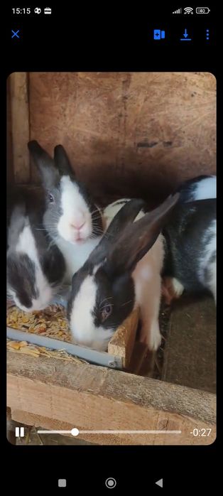 iepuri hycol francez