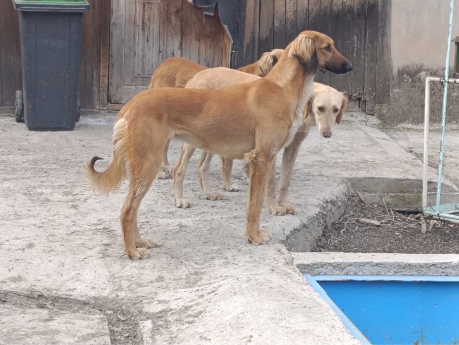 Продается Чистокровная Тазы