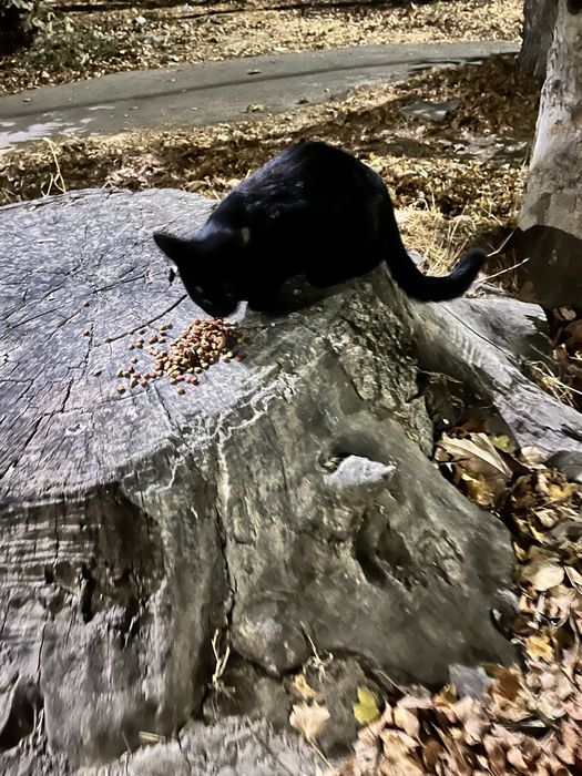 Yoqimtoy aqlli mushukcha hadyaga beriladi