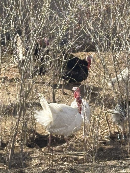 Индюк, Курка …..