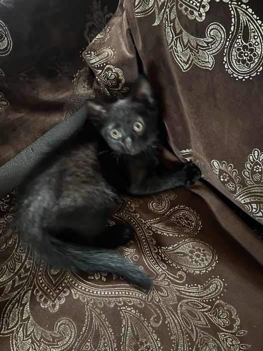 Отдам котенка в хорошие Руки!