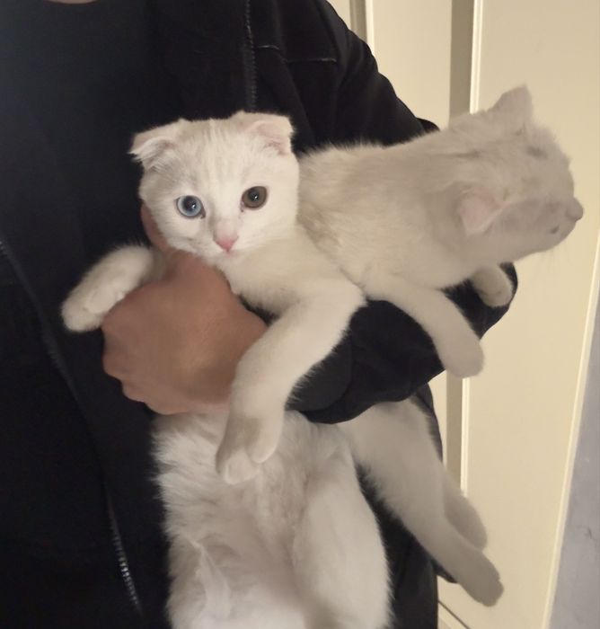 Scottish fold gbrid angora  4 oylik