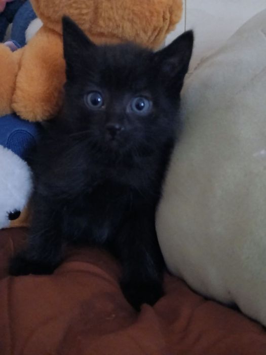 Отдам котят в добрые руки