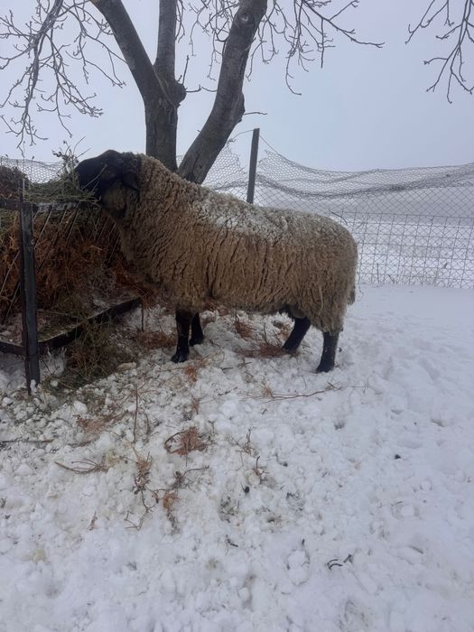 Vand oaie si berbec!!