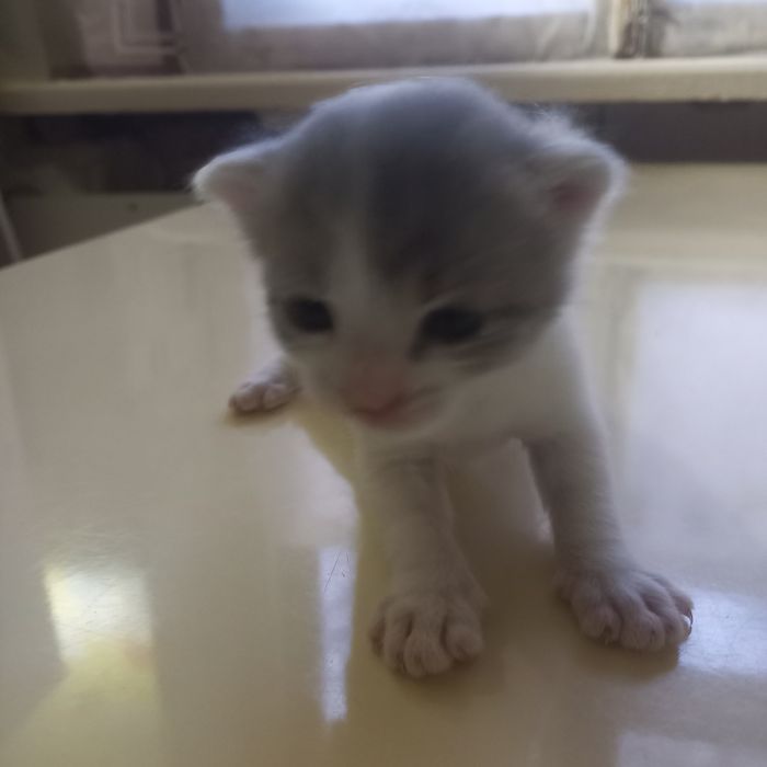 Вислоухие котята мальчики