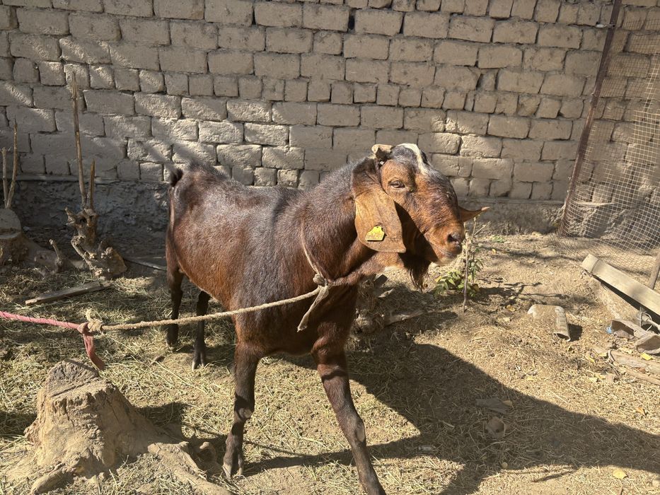 2 теке мен ешкілер сатылады