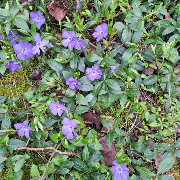 Растение Винка Минор