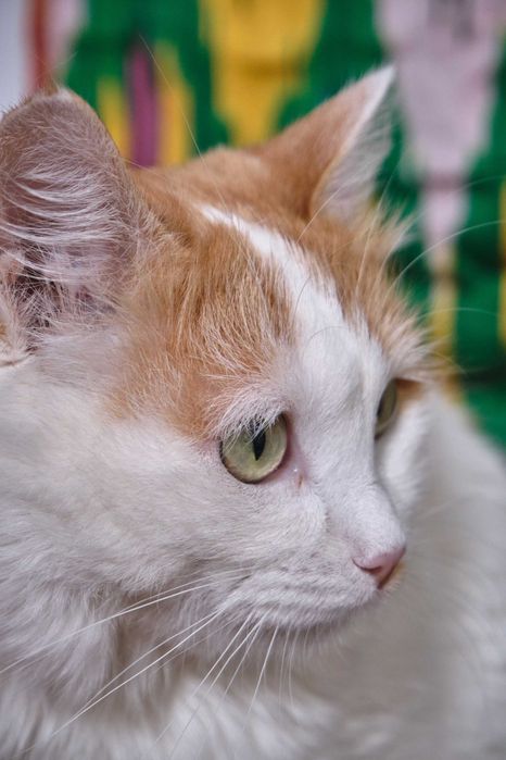 Кошка стерилизованная