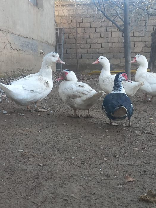 Продается индоутки самка,самец