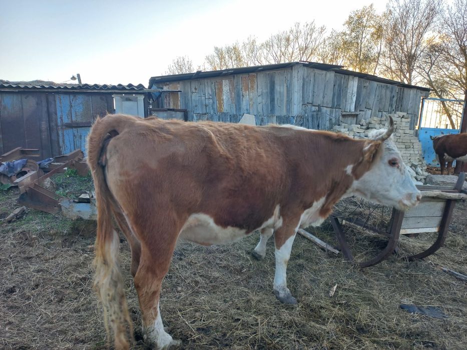 Продам корову на мясо