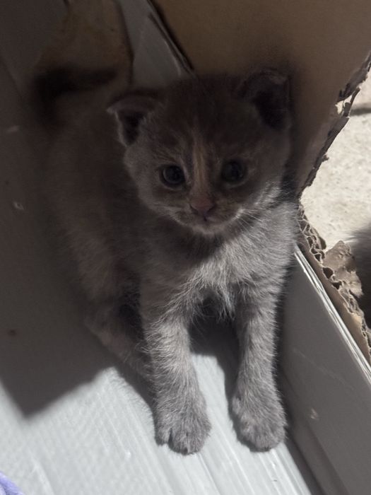 Продаются серые котята
