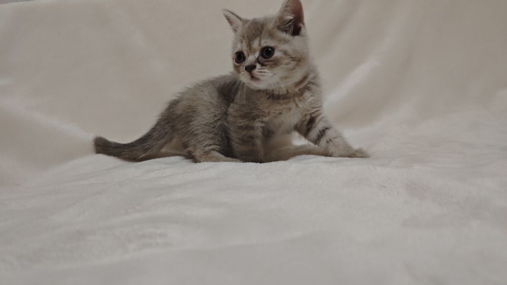 Продам шотландских котят