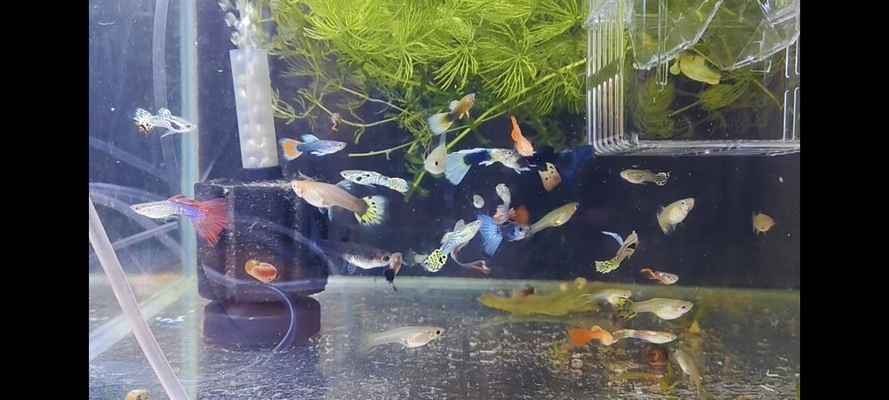 Продам рыбок Гуппи разные