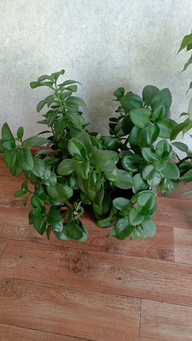 Фикус Бенджамина и Каланхоэ