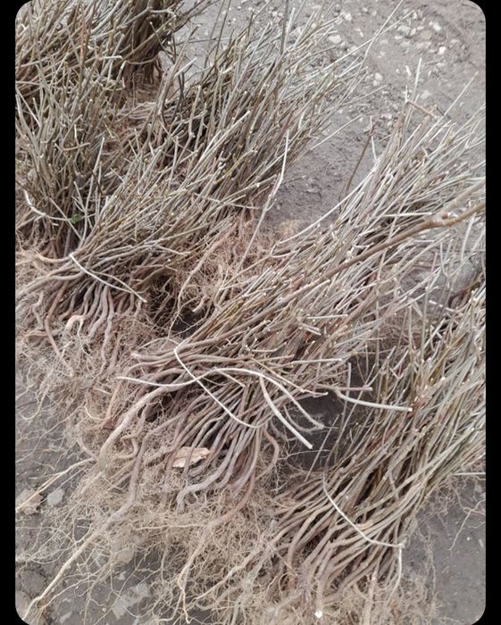 Puieți pentru replantare/împădurire la cel mai bun preț anul 1