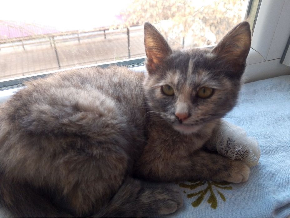 Пристраивается кошечка.