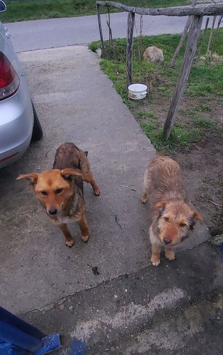 Cățelușe spre adopție