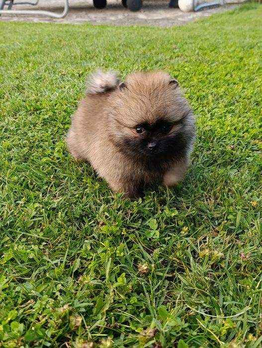Pomeranian mini toy