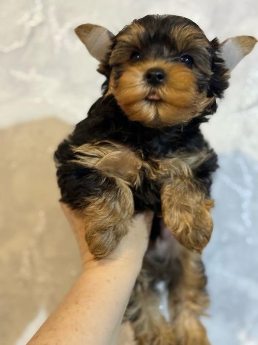 Йоркширский терьер мальчик