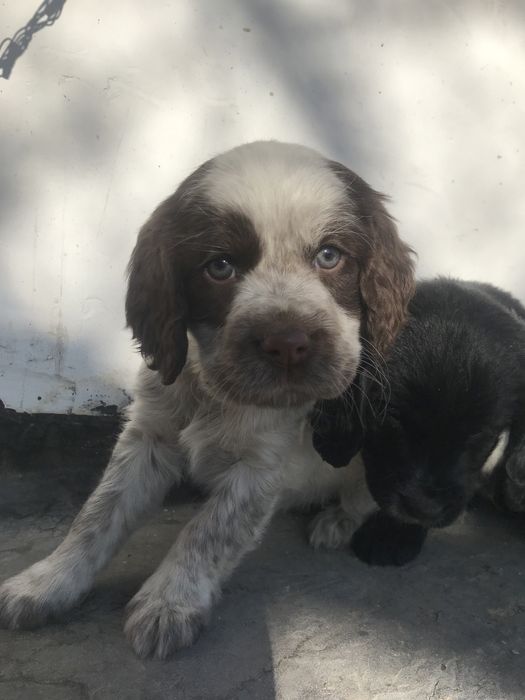 Продам щенки руски спаниель