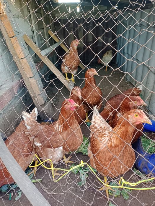 Продам готовую клетку