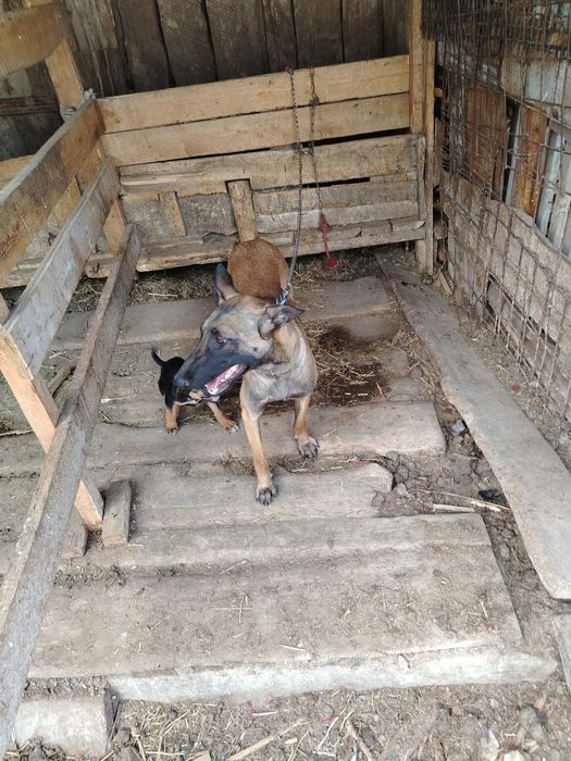 Продам бельгийскую овчарку