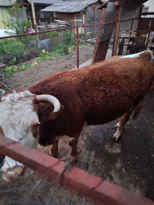 Vaca baltata romaneasca