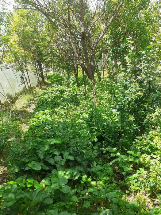Vind   ,    Proprietar Ocolis Maramures str Culturii nr 110 vind casa cu anexe